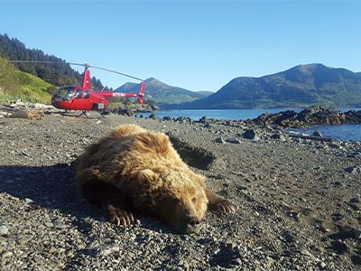 Immobilized brown bear