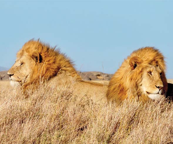 two lions