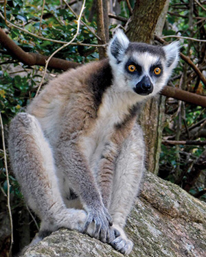 Wild ring-tailed lemur