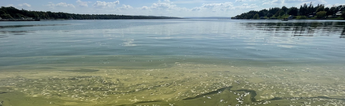 algal bloom in Skaneateles lake