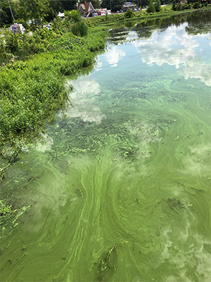 harmful algal bloom 