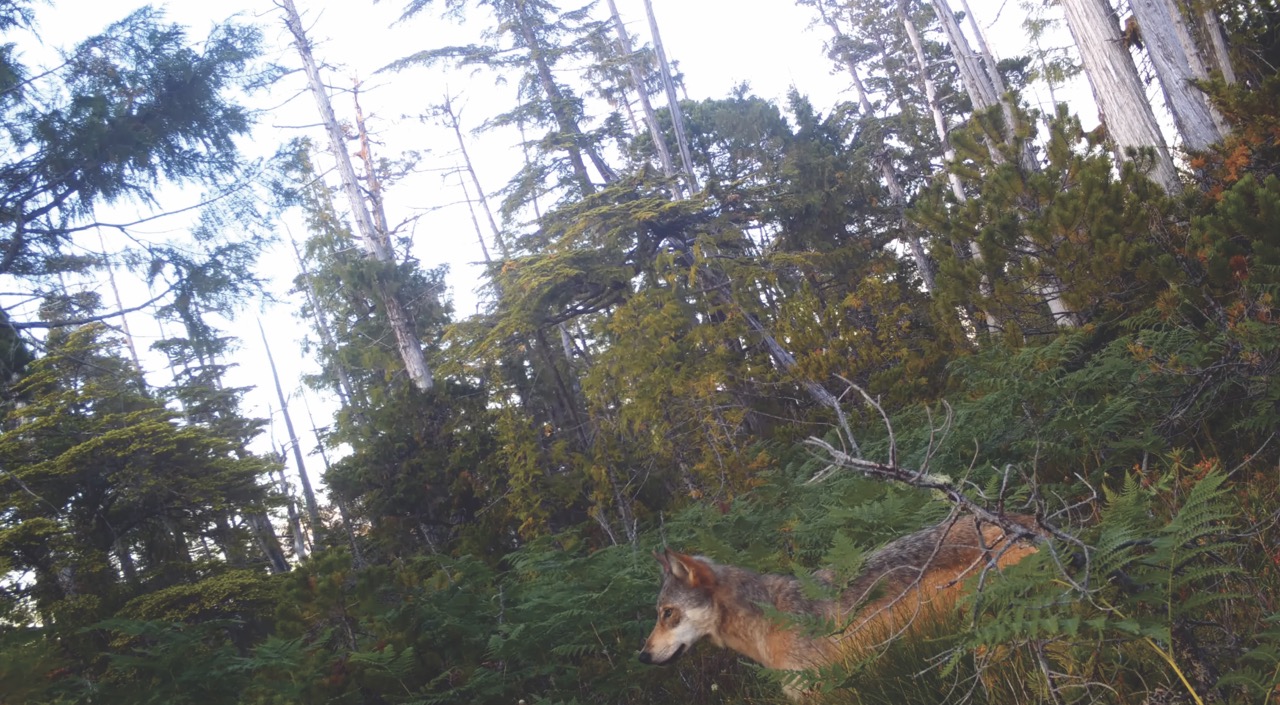 reddish looking wolf caught on trail cam in forest