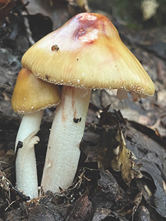 Amanita ameriubescens mushroom variety