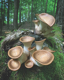 Cerop[pris Squamosus mushroom variety