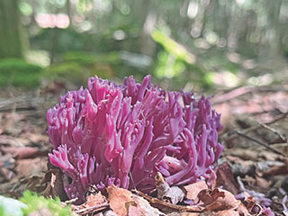 Clavaria zolling mushroom variety