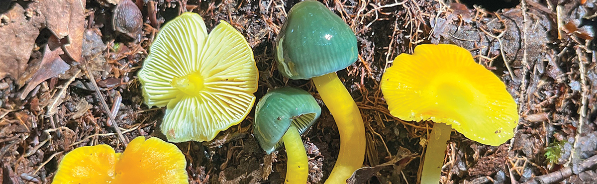 mushrooms