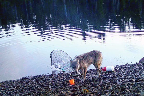 wolf by water's edge with fishing trap