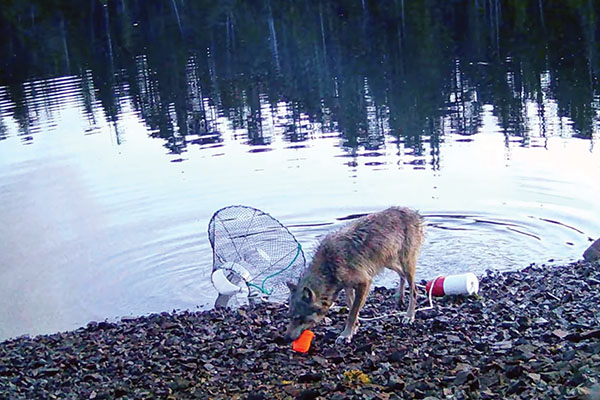 wolf by water's edge with fishing trap
