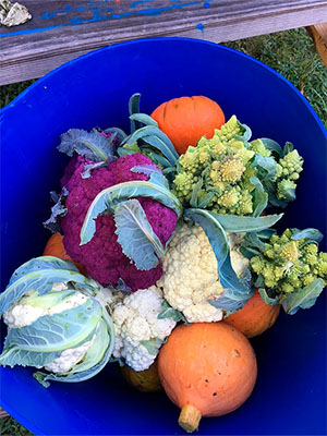 cauliflowers and pumpkins