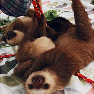 baby sloth named Pikachu