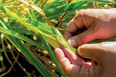 Chittenango ovate amber snails