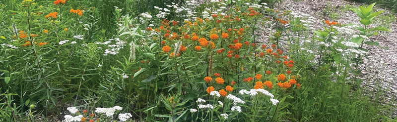 A girl among native flowers