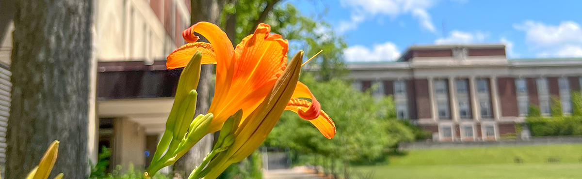 Bray Hall view from the Quad, orange flower in foreground