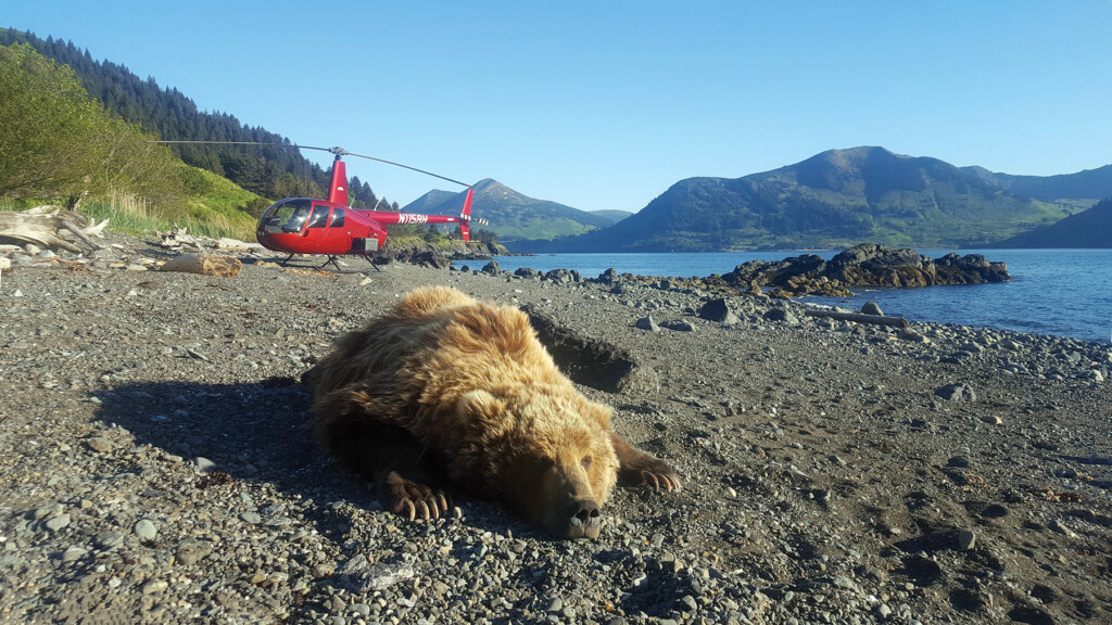 This immobilized brown bear was involved in research on Raspberry Island, Alaska.