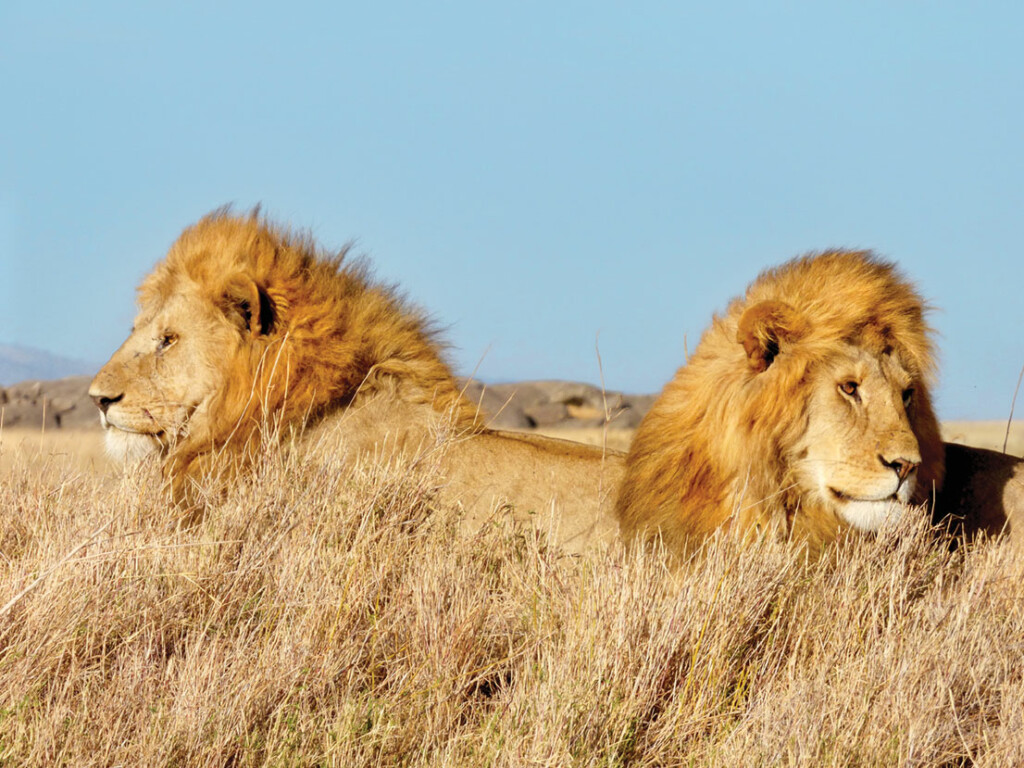 Two adult male lions rest in Serengeti National Park, Tanzania. Jerry Belant and colleagues are monitoring lions to understand movement/spatial ecology, particularly in relation to developing accurate techniques to estimate lion abundance. 