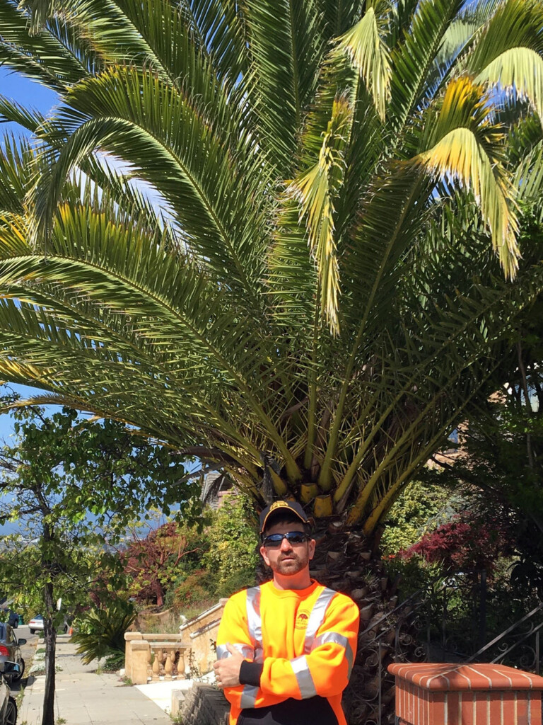 Moving from NYC to Oakland meant learning a whole new flora, like this Canary Island date palm (Phoenix canariensis).