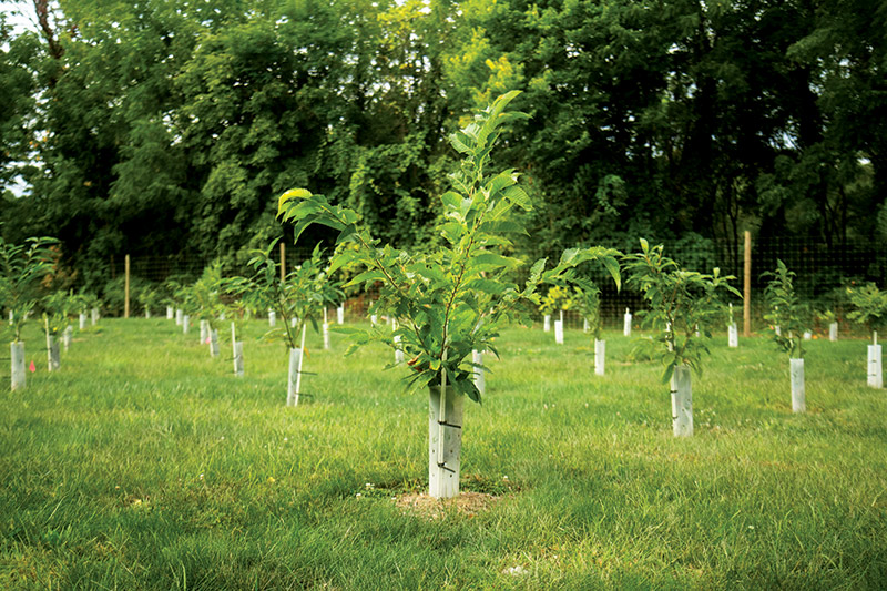 American chestnut seedlings planted in the spring of 2020 have matured into saplings at the 44-acre plot at the Lafayette Road Experiment Station. This photo was taken in October 2020.
