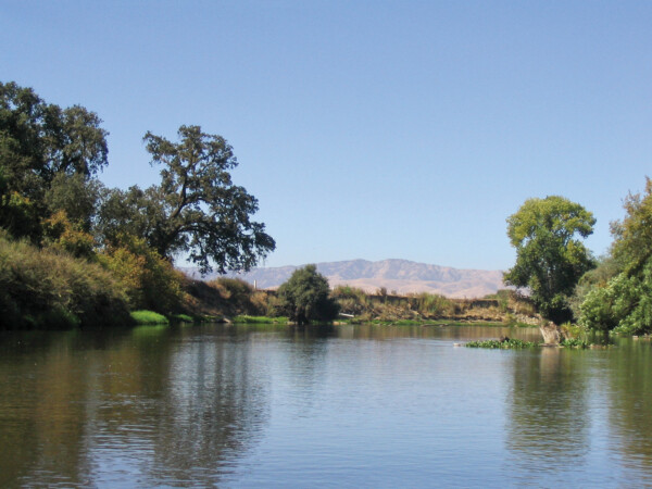 This image shows the riparian community woodlands along the lower Tuolumne River near Merced, California. The dry grassland in the background indicates the semi-arid conditions and drought environment.