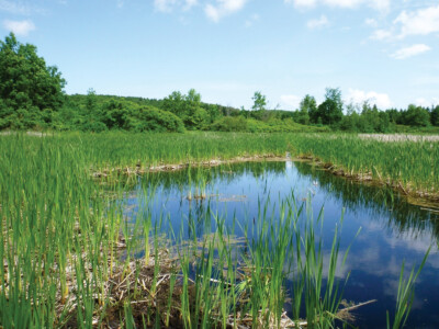 Restored coastal wetland habitat in the St. Lawrence River area benefits northern pike and other wetland wildlife.