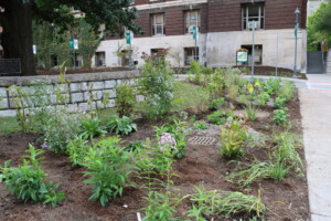 Pollinator Garden at E S F